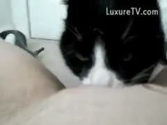 Cat licking BBW amateur, pleasant climax, and moan